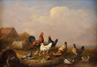 Colorful poultry, pigeons and rabbit