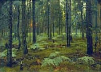 Ferns in the Forest