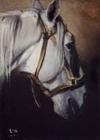 Head of a White Horse