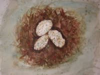 Nest with eggs