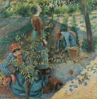 Apple Picking