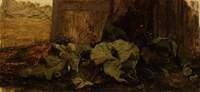 Dock Leaves