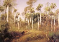 Deer Feeding at Cone Creek