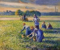 Picking Peas