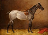 Portrait of a Horse