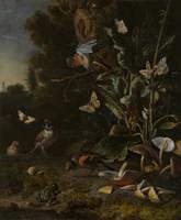 Birds, Butterflies, a Frog among Plants and Fungi