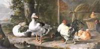 Fowl and Geese