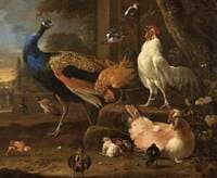 Poultry