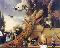 Bird Concert