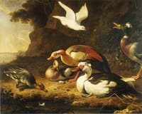 Ducks