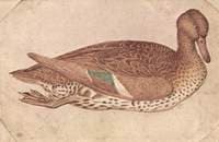 Duck