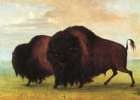 Buffaloes