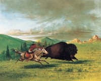 Buffalo Chase