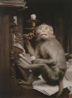 Monkeys at the Piano