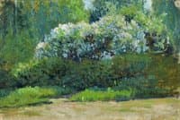 Bush in Blossom