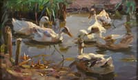 The Duck Pond