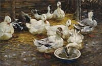 Ducks in the Straw