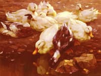 Ducks in the pond