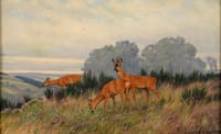 Forest clearing with deer