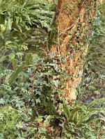 Study of an Ash Trunk