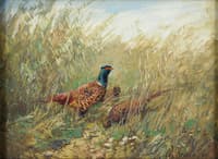 Pheasants