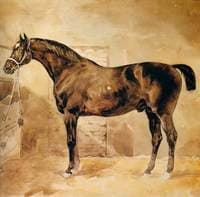 English Horse in Stable