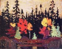 Black Spruce and Maple