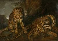 Leopards