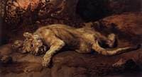 The Lioness