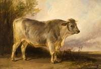 Bull