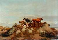 Cattle