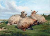 Sheep