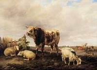 Cattle in the Meadows