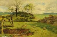 Sheep in Pasture