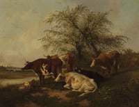 Cows