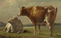 Cows