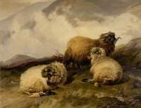 Mountain Sheep