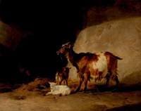 Goats and Kids in a Shed