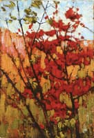 Soft Maple in Autumn