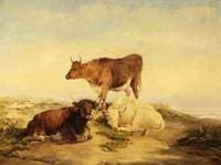Cows