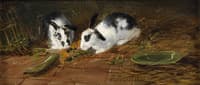 Rabbits