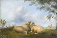 Sheep in a Meadow
