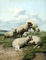 Sheep