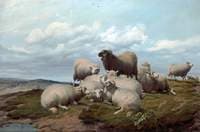 Sheep on a Hillside