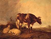 Cow and Sheep