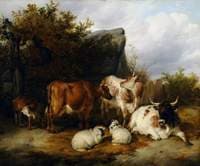 Cattle and Sheep