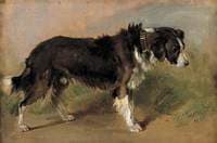 A Border Collie
