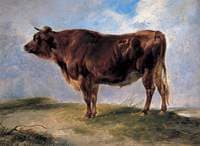 A Young Bull