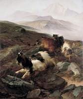 Catching Wild Goats on Moel Siabod