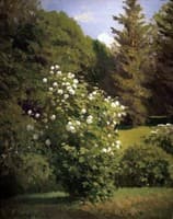 Guelder-rose